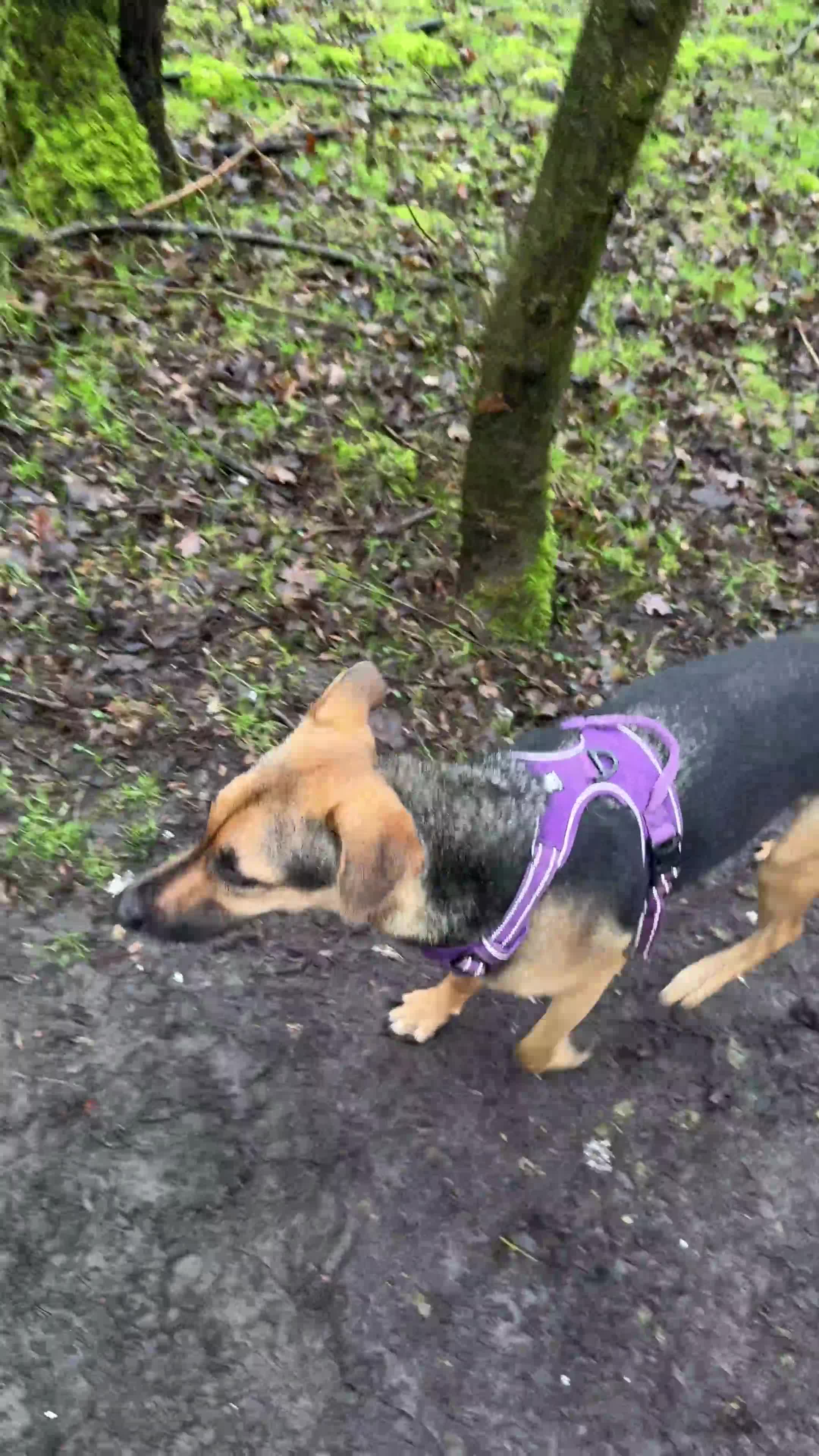 Mixed Breed dogs for sale: Roxy ❤️ A devoted girl looking a home (urgent) - Video 2