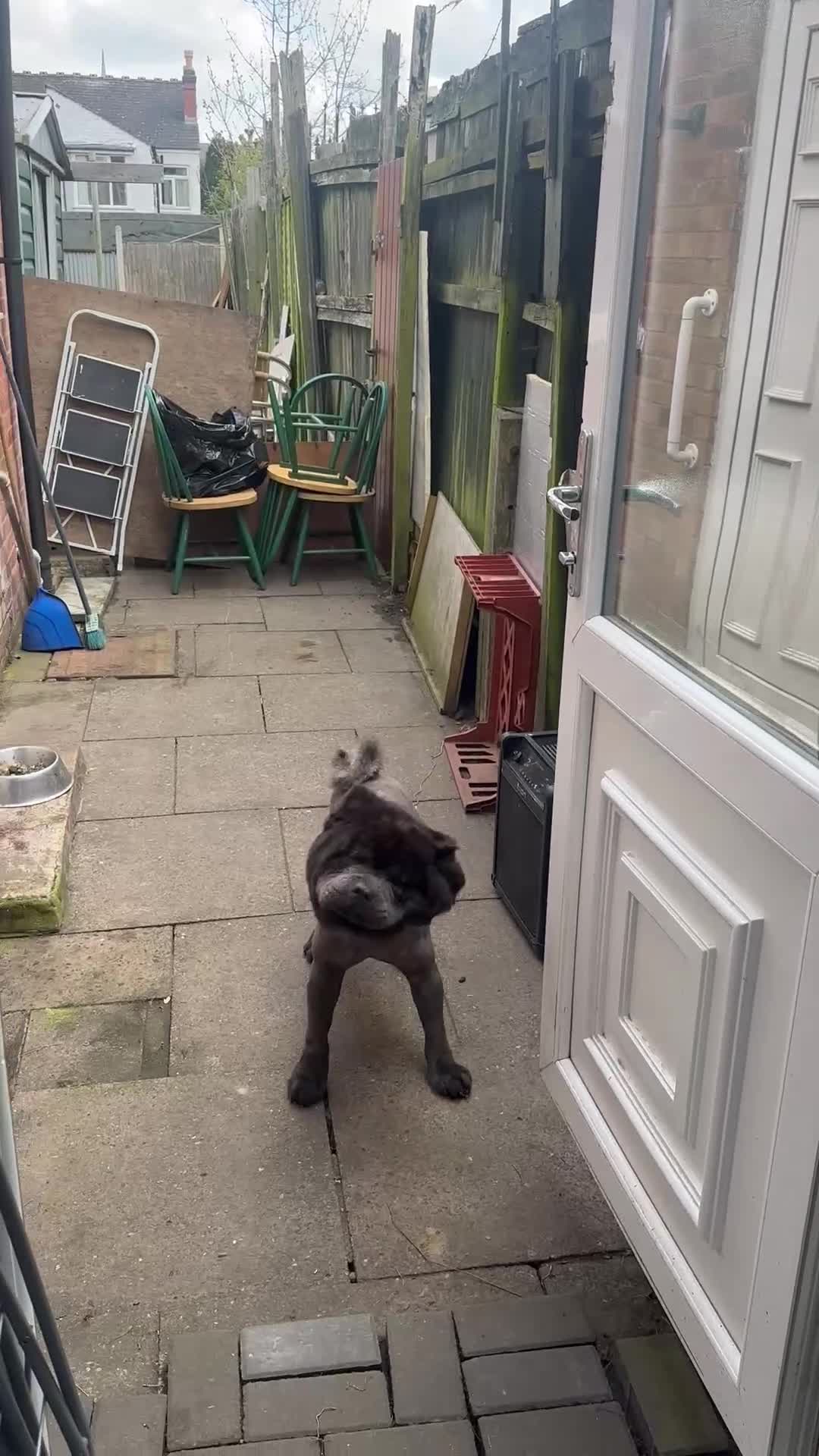 Chow Chow dogs for sale: Male Chow Chow for sale  in Birmingham - Video 2