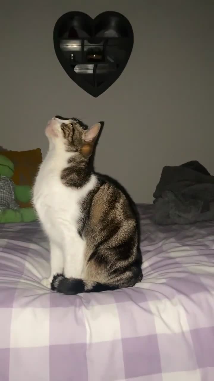 Domestic Shorthair cats for sale: cat for rehoming in Craven Arms - Video 1