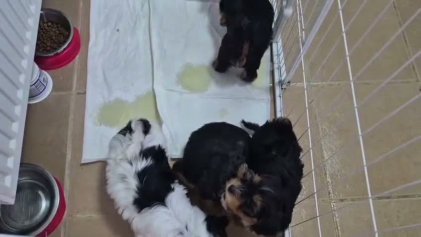 Mixed Breed dogs for sale: Ready now Yorkshire/Biewier terriers puppy's  - Video 1
