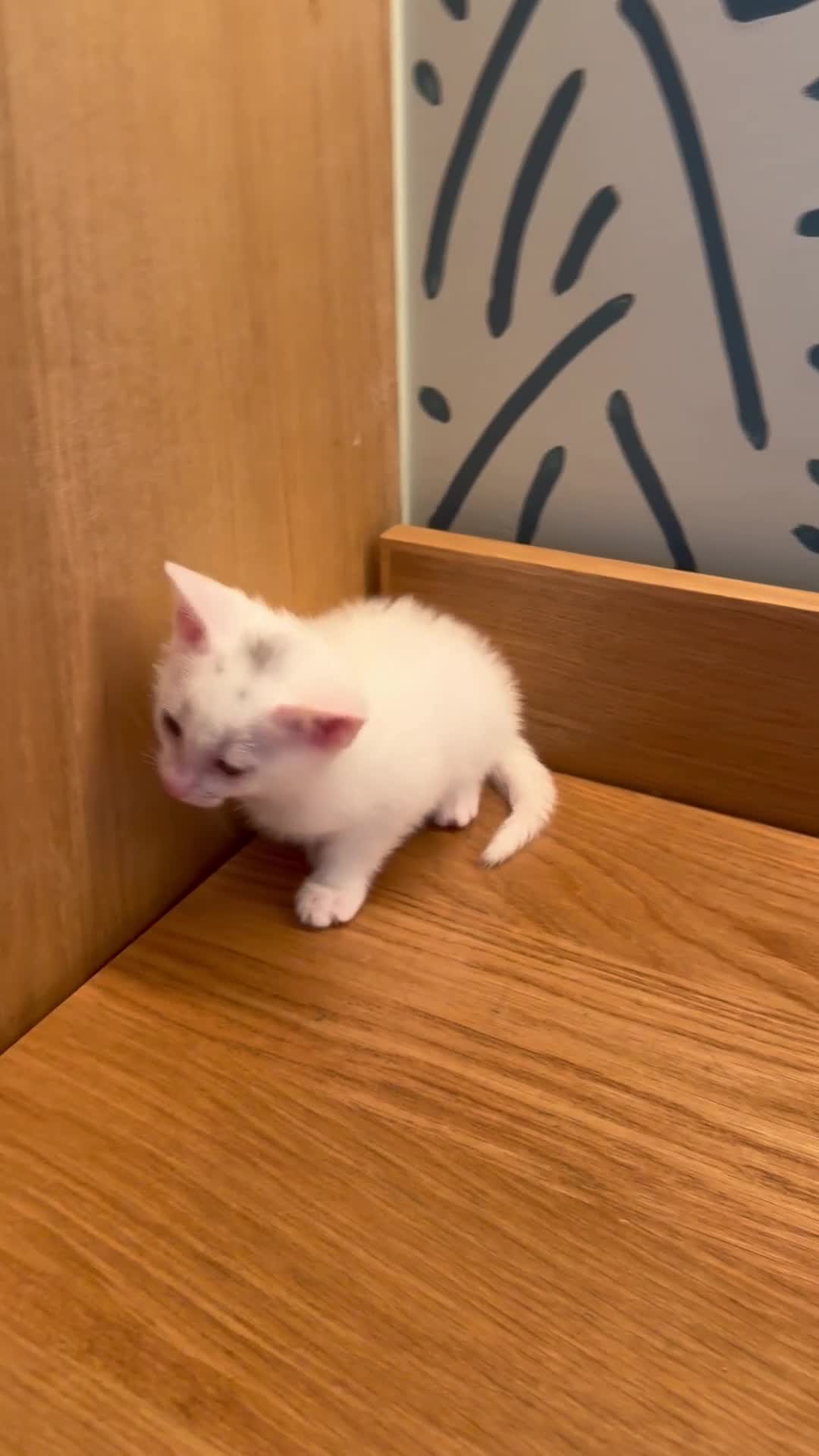 Mixed Breed cats for sale: 8 WEEK OLD KITTEN MUST GO ASAP - Video 1