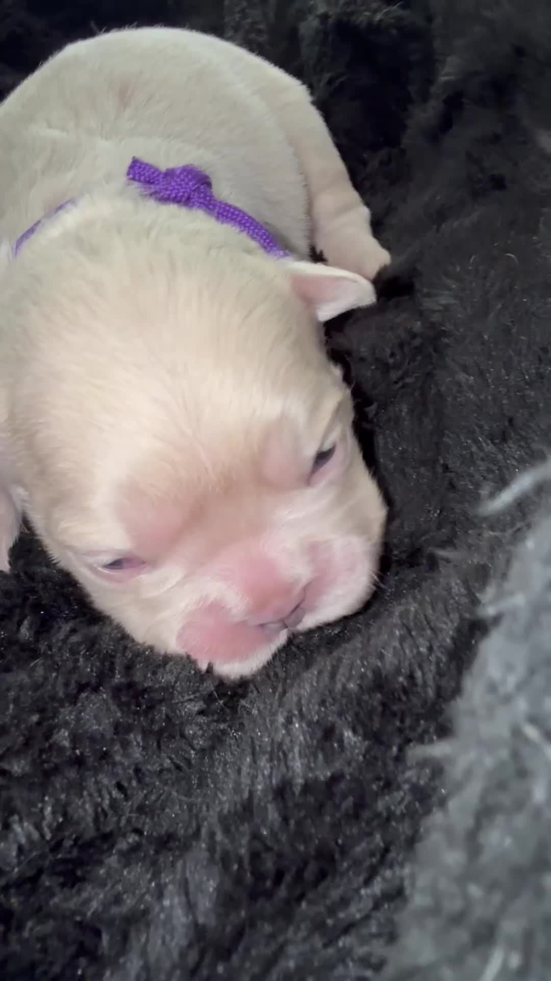 French Bulldog dogs for sale: Fluffy Frenchies Pedigree DWKC Papers  - Video 1