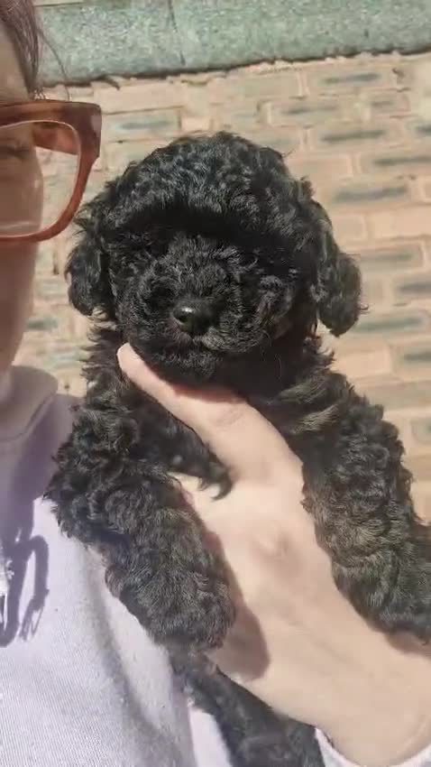 Poochon dogs for sale: F1b Toy Poochon pups - Video 3