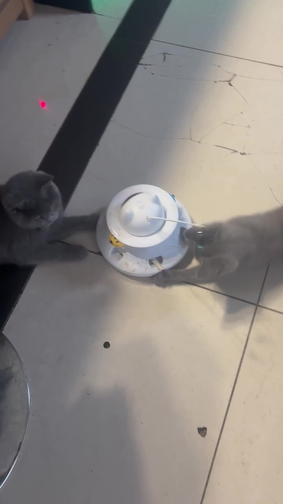 British Shorthair cats for sale: British Shorthair Kitten Male  - Video 5