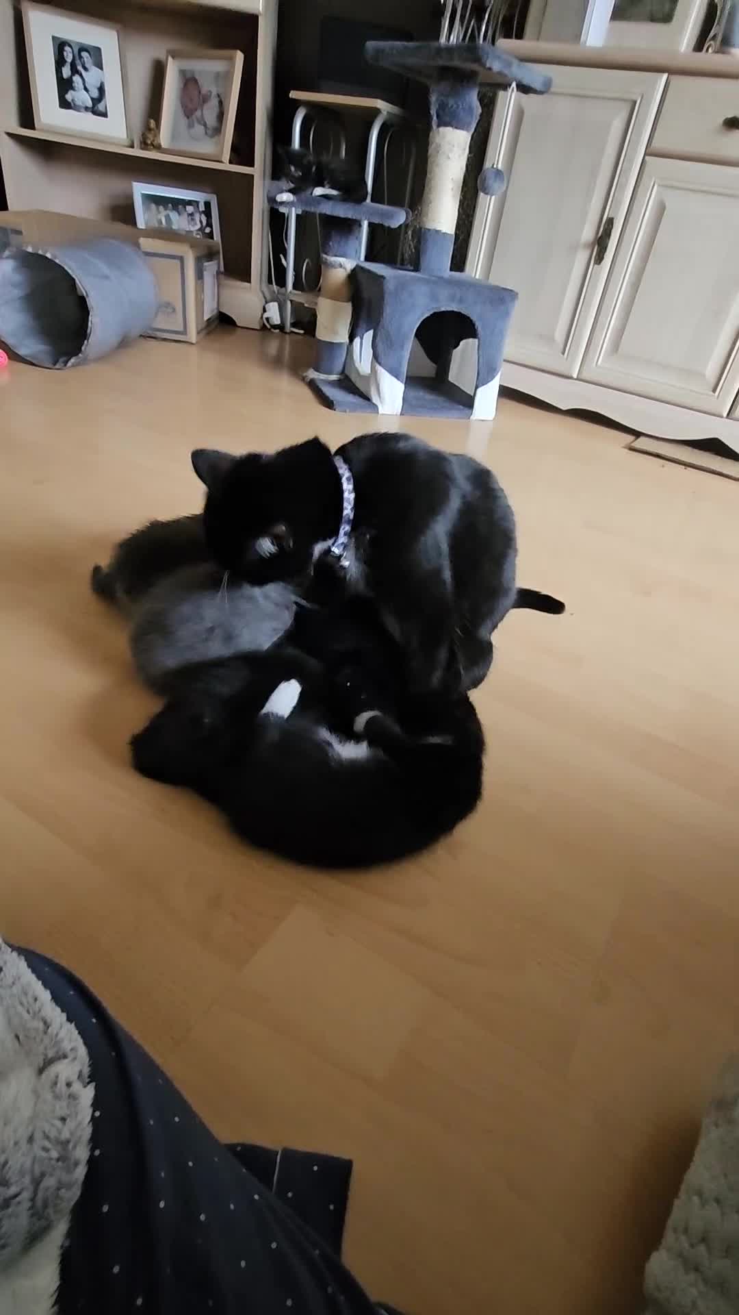 British Shorthair cats for sale: Beautiful kittens looking for loving homes  - Video 1