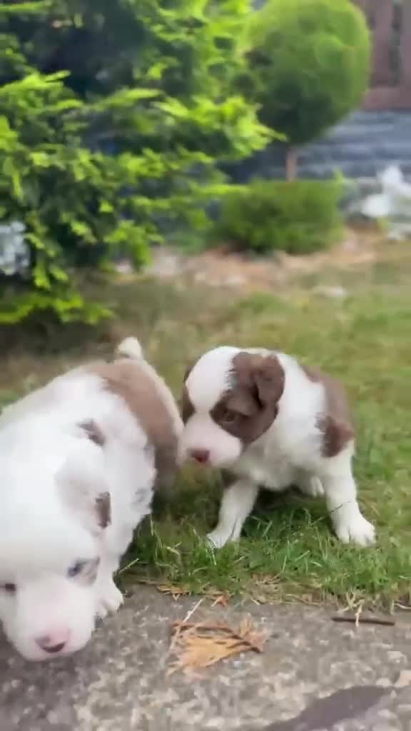 Border Collie dogs for sale: Merle Blue Eye Border Collie Pups - KC Registered - Video 1