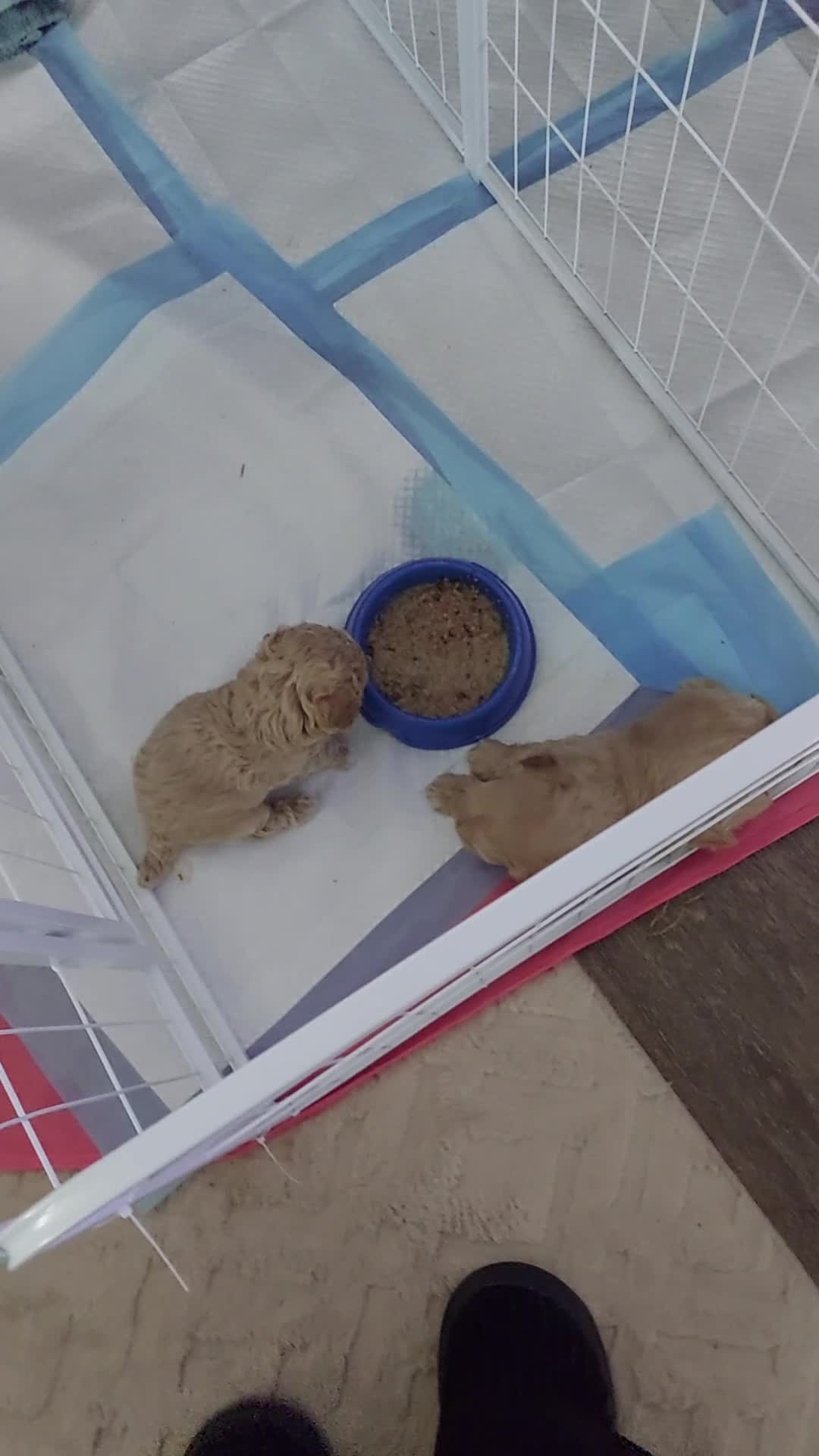 Maltipoo dogs for sale: 2 gorgeous maltipoo boys - Video 3