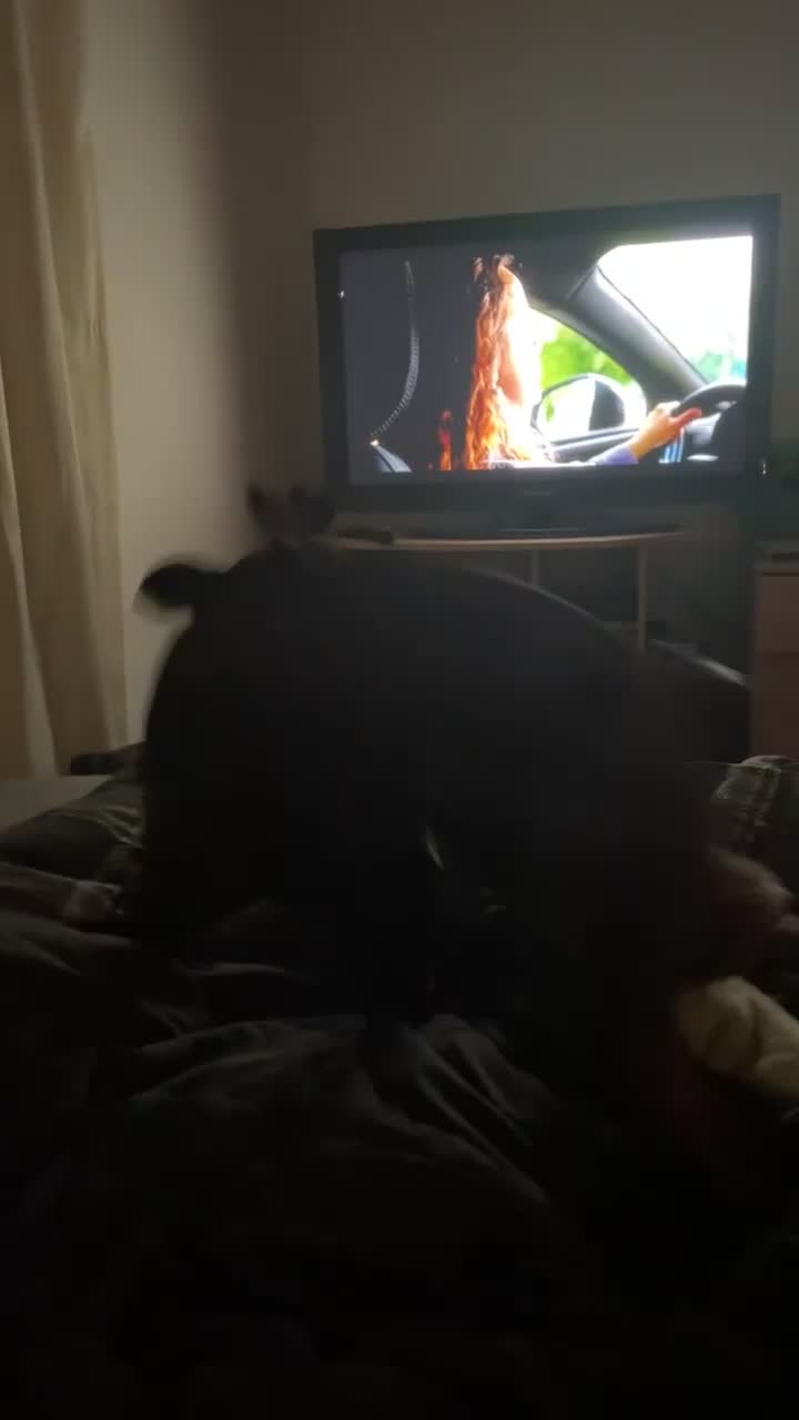 French Bulldog dogs for sale: Ivy staffy x frenchie - Video 1