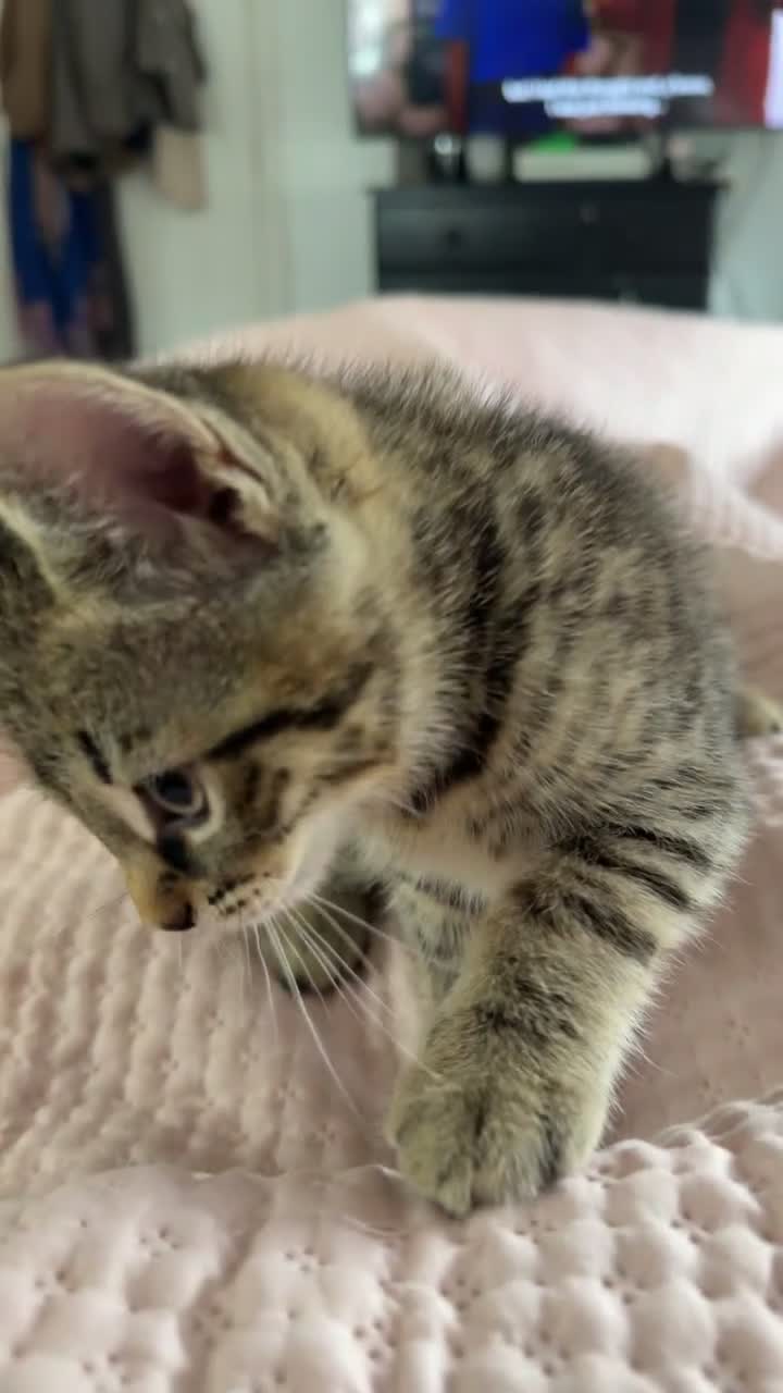 Mixed Breed cats for sale: Beautiful bengal cross kittens in Edinburgh - Video 1