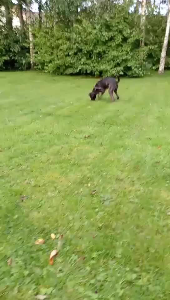 Mixed Breed dogs for sale: Mastiff cross  - Video 2