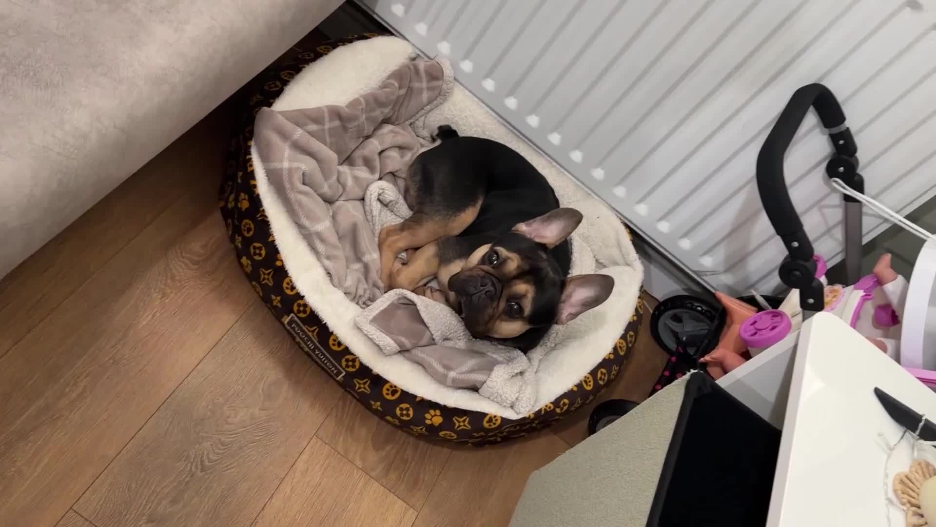 French Bulldog dogs for sale: 3 year old male French bulldog - Video 2