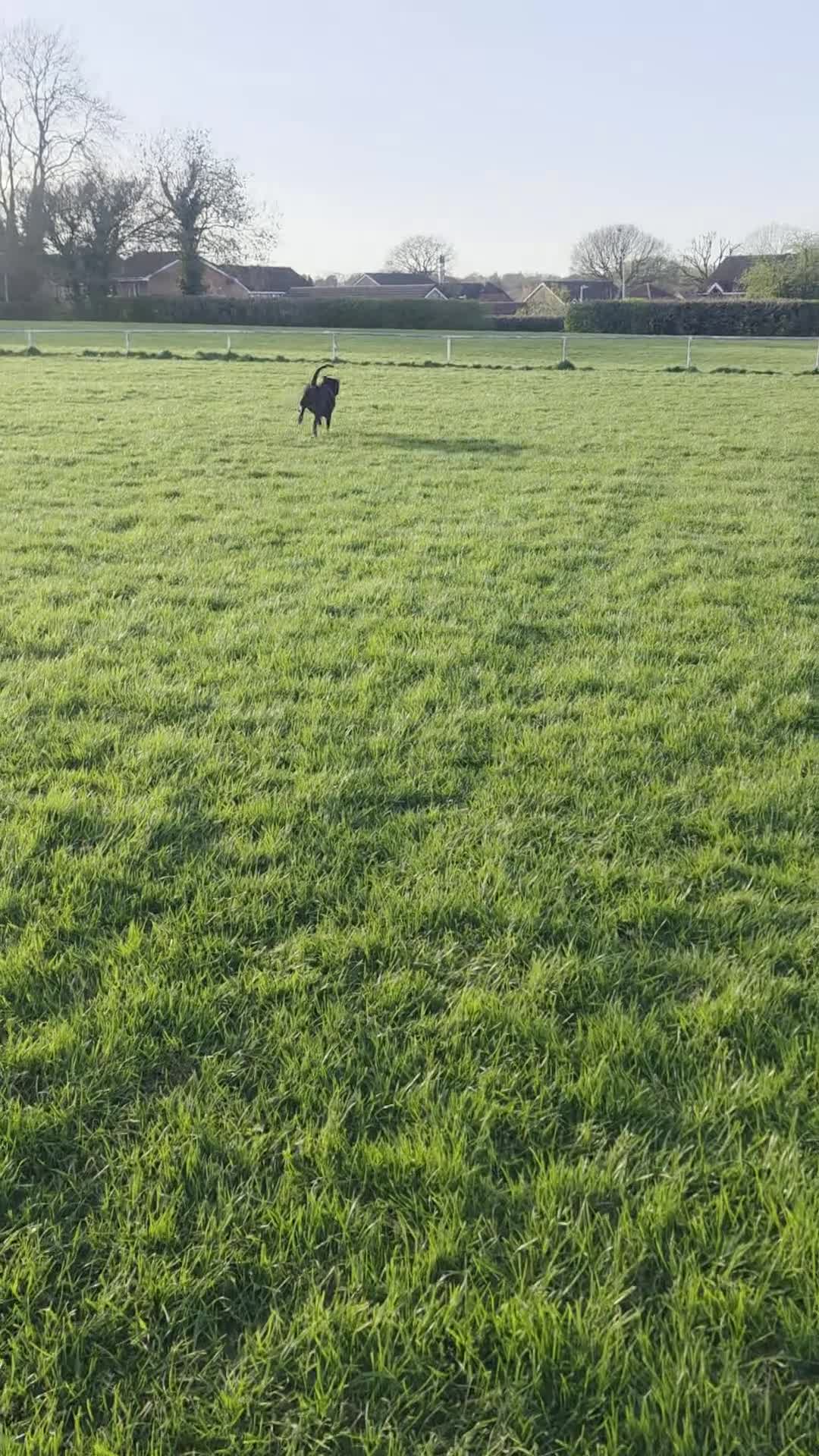 American Bulldog dogs for sale: Loving dog needing new family home. - Video 1