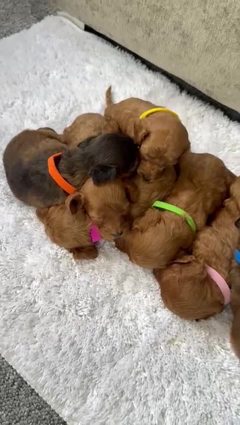 Cockapoo dogs for sale: 🌟 8 beautiful F1 b cockapoo puppies 🌟 - Video 1