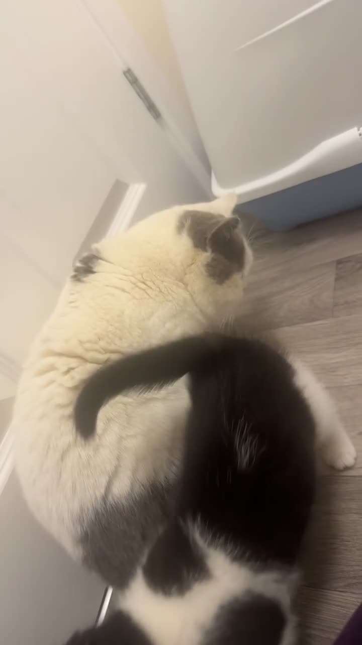 Mixed Breed cats for sale: Mixed breed kitten/ half BSH - Video 1
