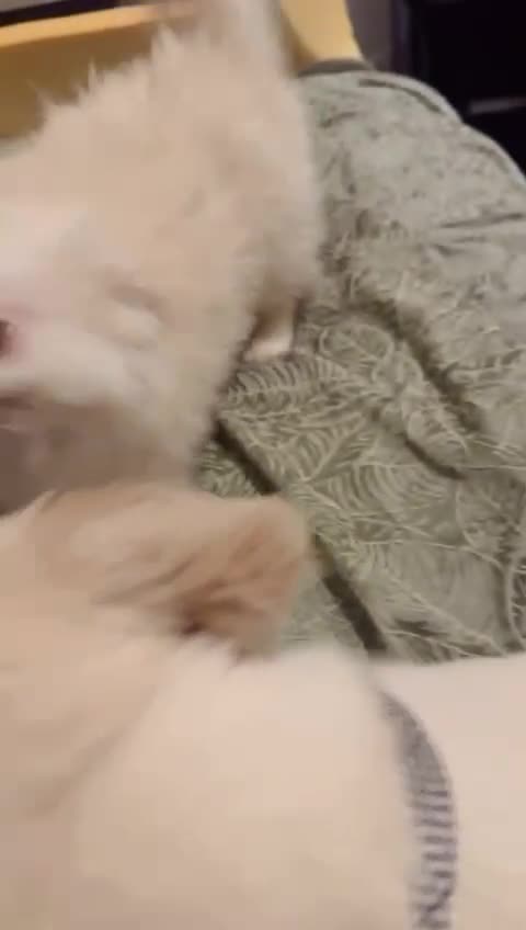 Mixed Breed dogs for sale: Cute Pomeranian–Shih Tzu Puppies Looking for Homes - Video 3