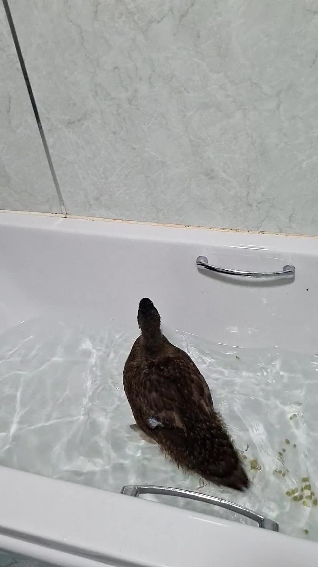 Ducks poultry for sale: 7 week old khaki cambell - Video 1