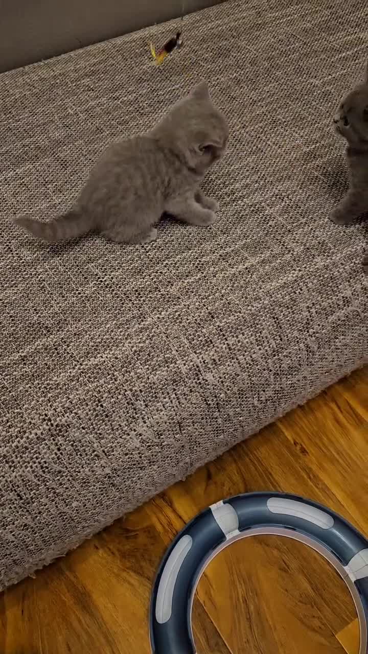 British Shorthair cats for sale: British Shorthair kitten's, GCCF pedigree - Video 3