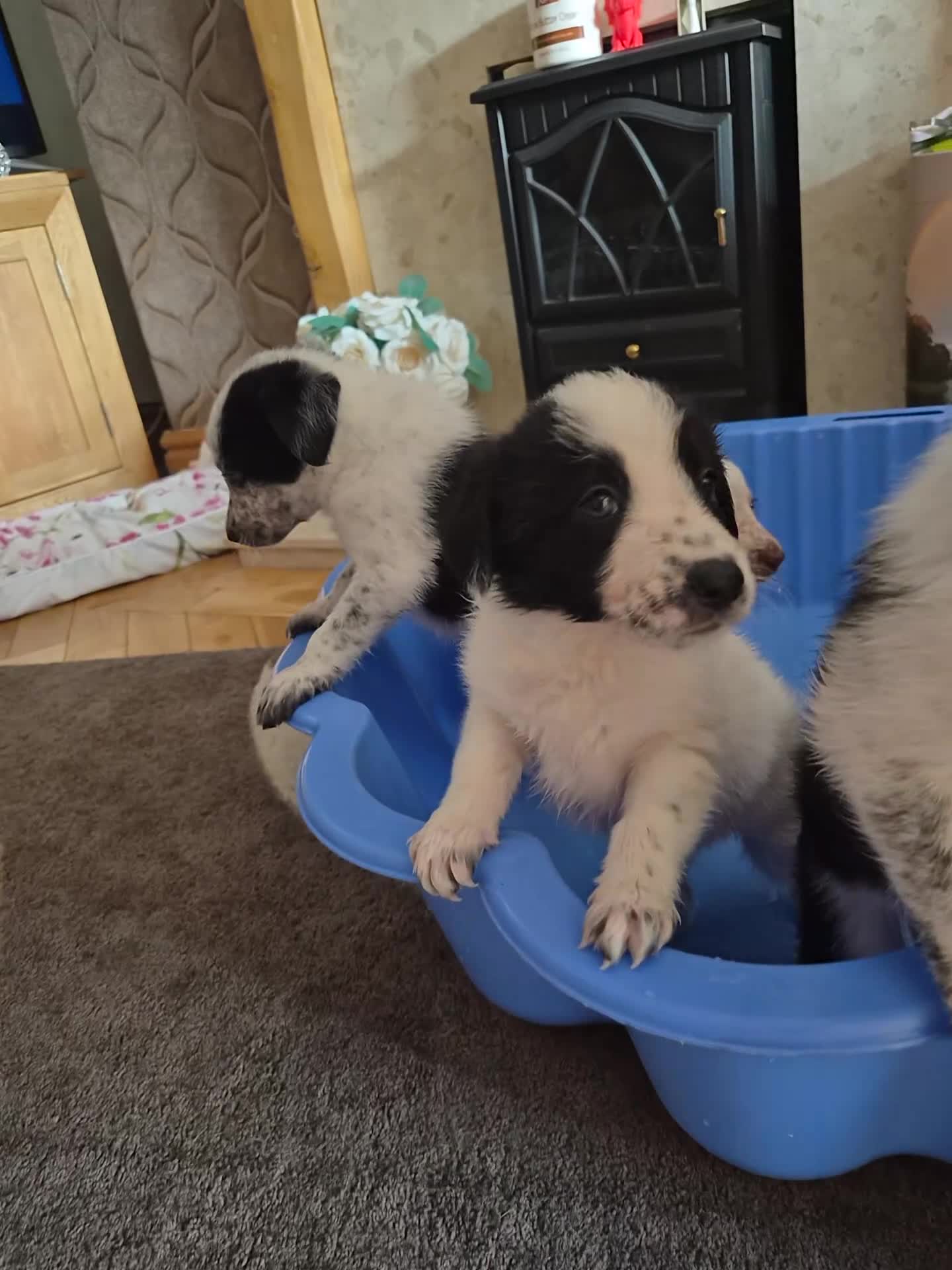 Border Collie dogs for sale: 6 week old collie pups in Caerphilly - Video 2