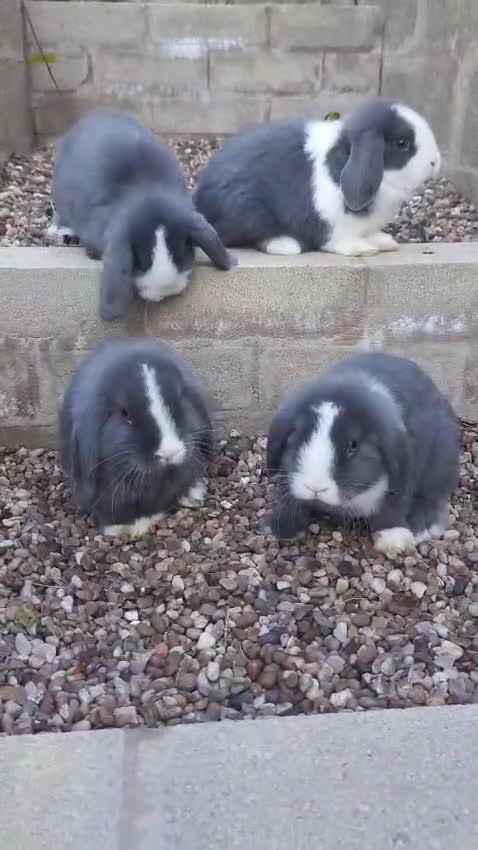 Mini Lop rabbits for sale: Blue-Eyed Mini Lop Babies - Video 1