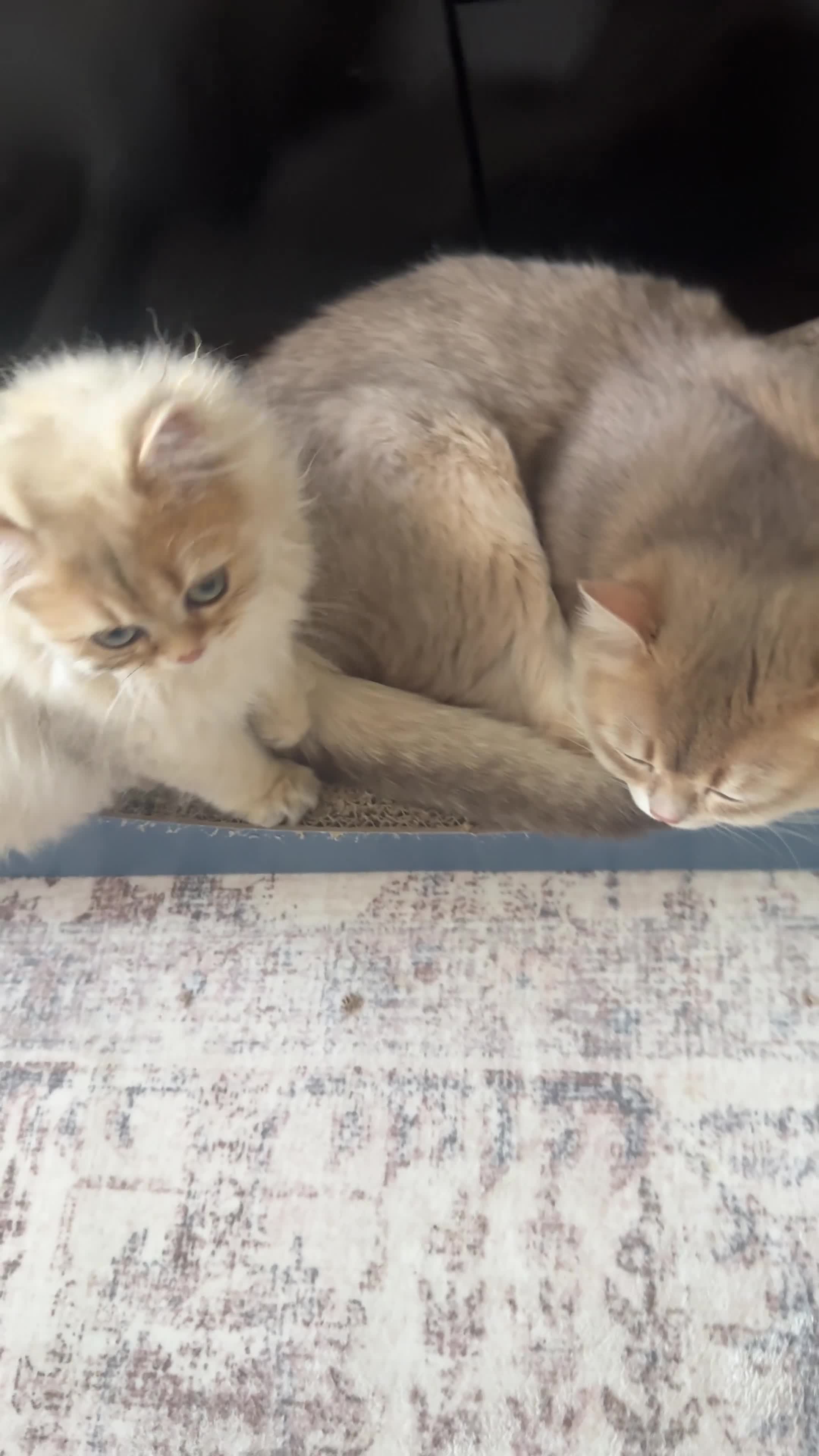 British Longhair cats for sale: Longhair baby Rocky looking for forever home - Video 1