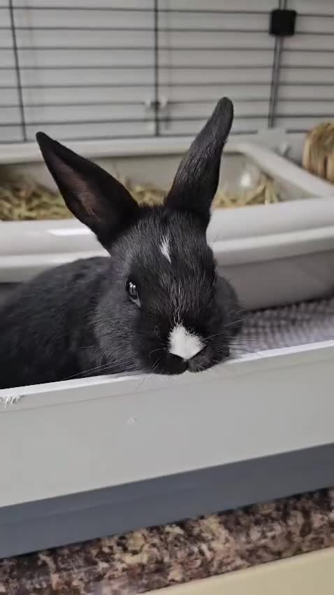 Netherland Dwarf rabbits for sale: Purebred Netherland Dwarf Doe - Video 4
