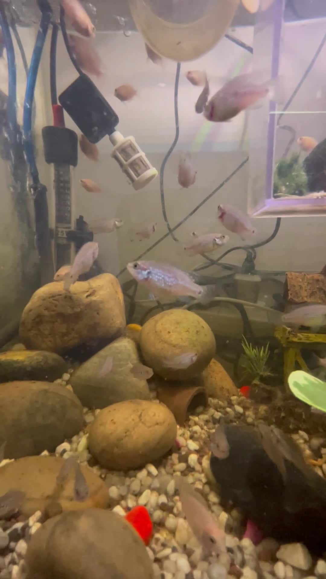 Other/Mixed Breed fish for sale: Jewel cichlid 🐠  - Video 1