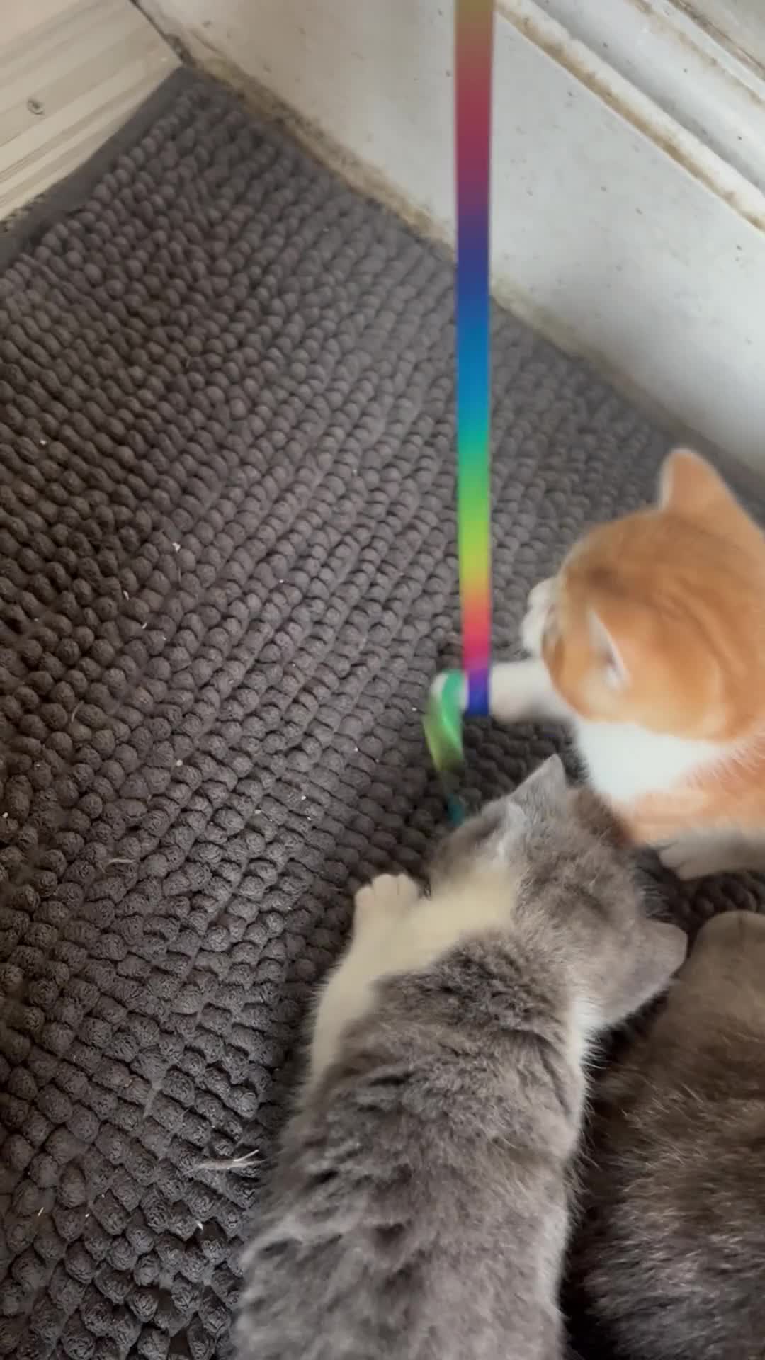 Mixed Breed cats for sale: Need a loving home to mixed breed kittens in Preston - Video 5