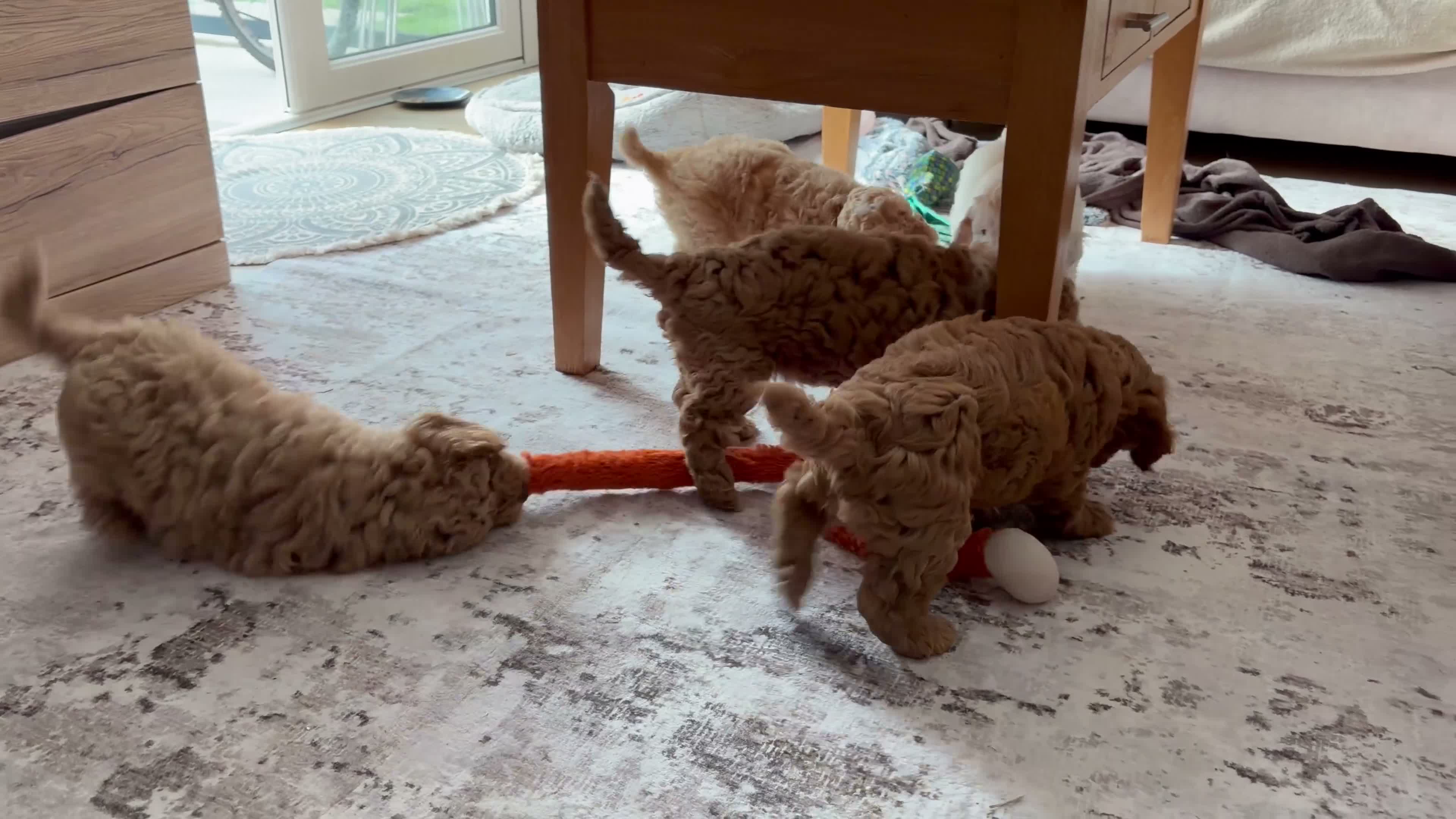 Cockapoo dogs for sale:  Beautiful 9-Week-Old Cockapoo Puppy  in Exeter - Video 1