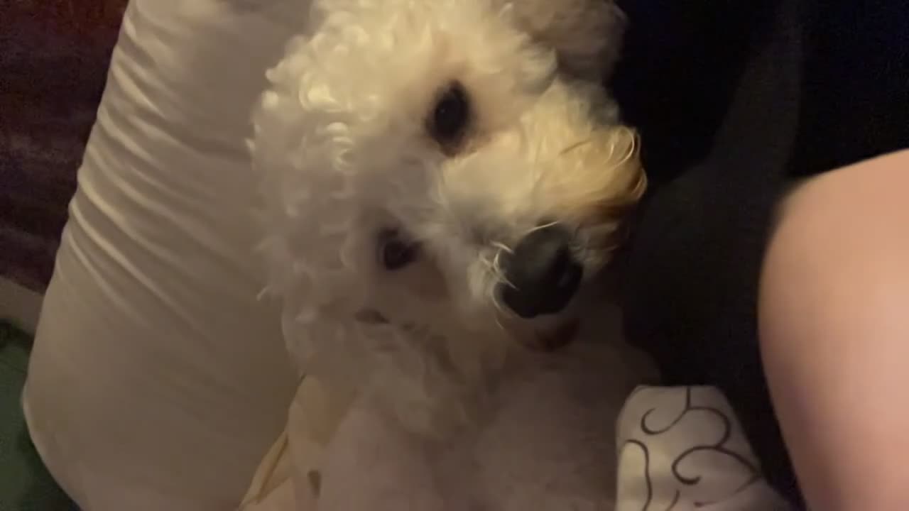 Bichon Frise dogs for sale: 🐾 Bichon Frise Seeking a Loving,Calm Forever Home - Video 2