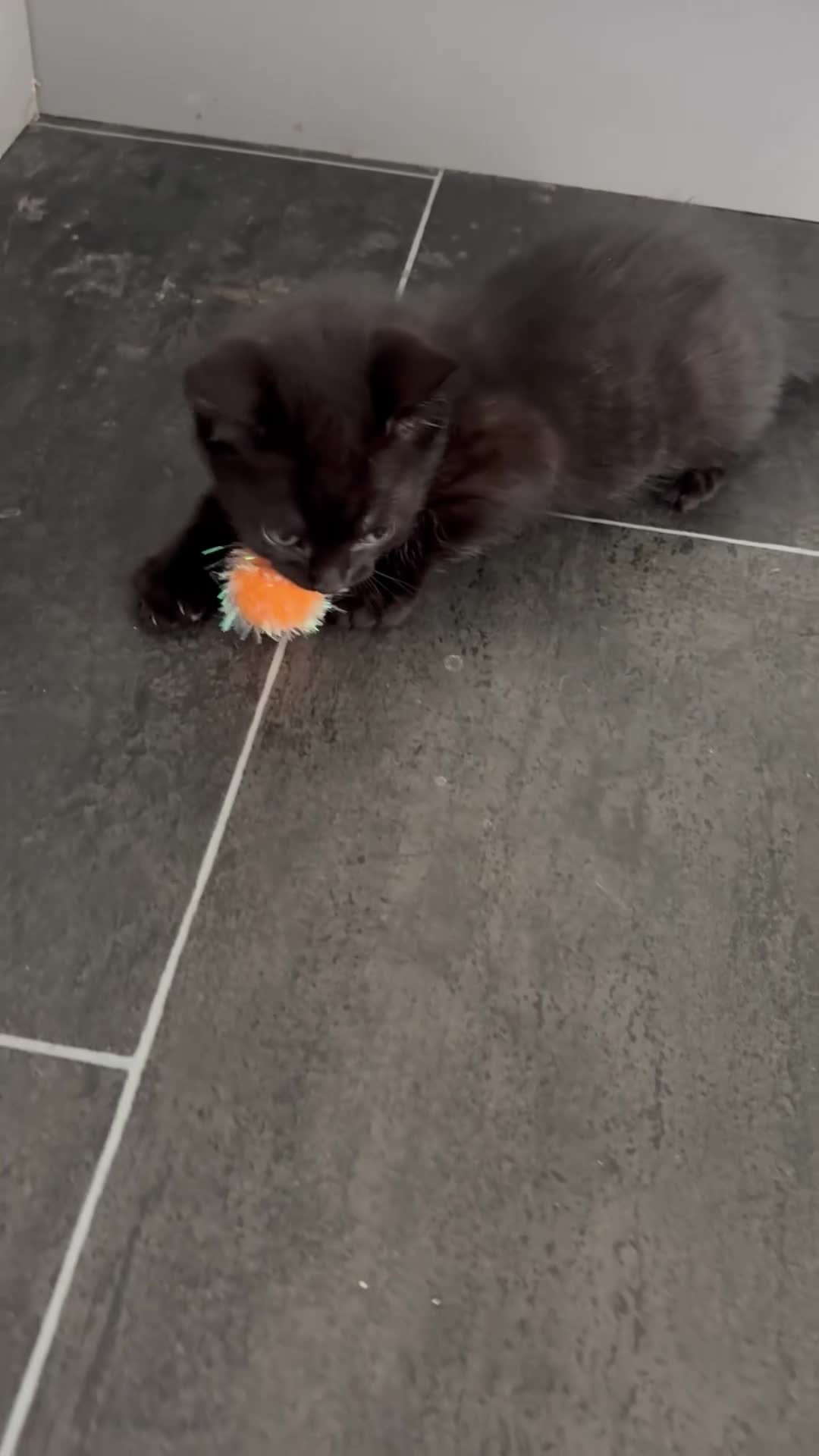 Domestic Shorthair cats for sale: Beautiful kittens nearly ready for a new home - Video 1