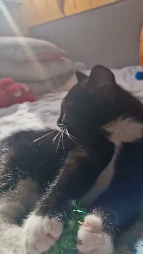 Mixed Breed cats for sale: Adorable Kittens Looking for Loving Homes in Slough - Video 3