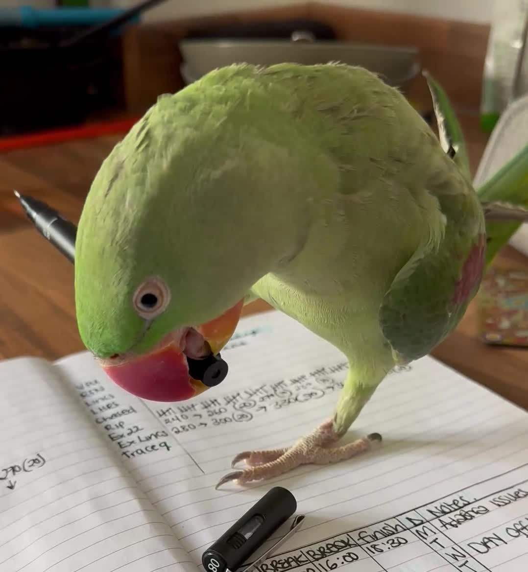 Parakeets birds for sale: Kiwi - The Alexandrian Parakeet - Video 2