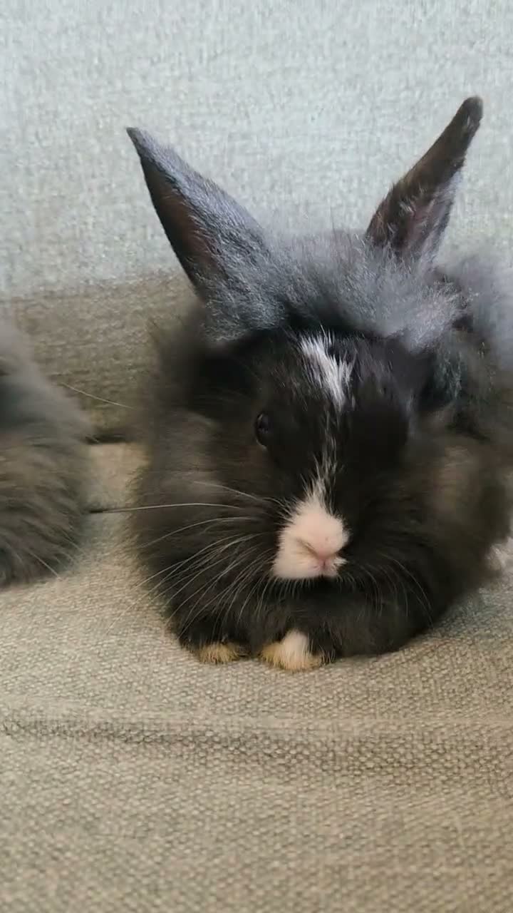 Lionhead rabbits for sale: Lion head babies very fluffy & tame ☆READY NOW - Video 1