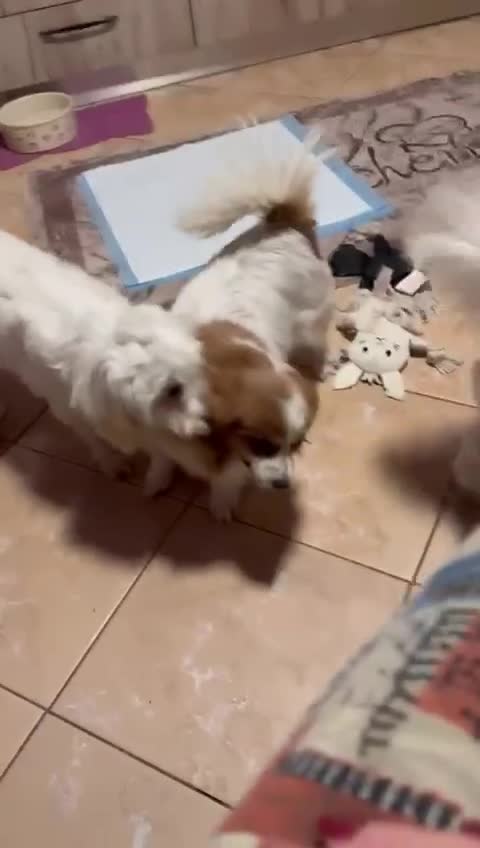 Bichon Frise dogs for adoption: Meet PACO - a Lovely little boy, for a Loving Home - Video 2