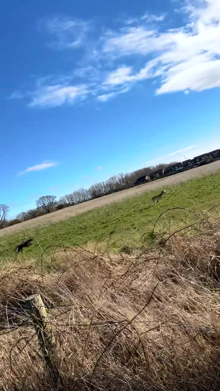 Mixed Breed dogs for sale: Looking for a loving home  - Video 2