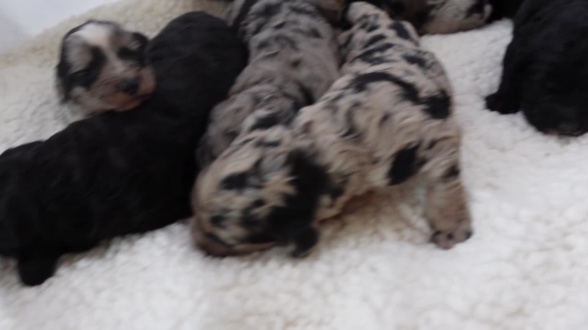 Sheepadoodle dogs for sale: Mini Sheepadoodle the wait is over!  - Video 1
