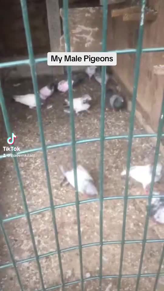 Pigeons birds for sale: Pigeons for sale - Video 1