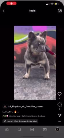 French Bulldog dogs for stud: FLUFFY LILAC TAN FRENCH BULLDOG CARYING TESTABLE in Haywards Heath - Video 3
