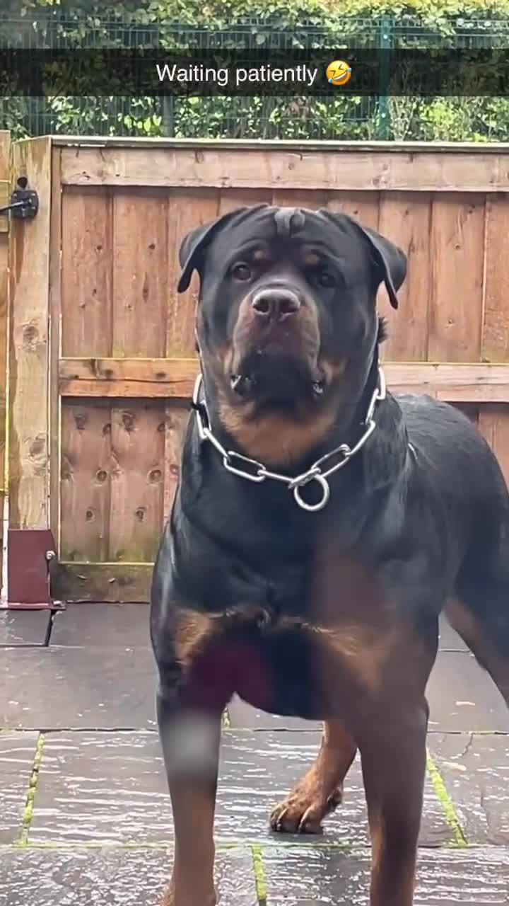 Rottweiler dogs for stud: ⭐️KAGE⭐️ - Video 5