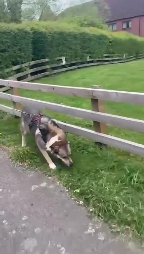 Pug dogs for adoption: Little Lola needs urgent Foster or Home in Waltham Abbey - Video 2