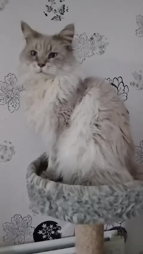 Maine Coon cats for sale: Big Beautiful Maine Coon Male Cat in Richmond - Video 1