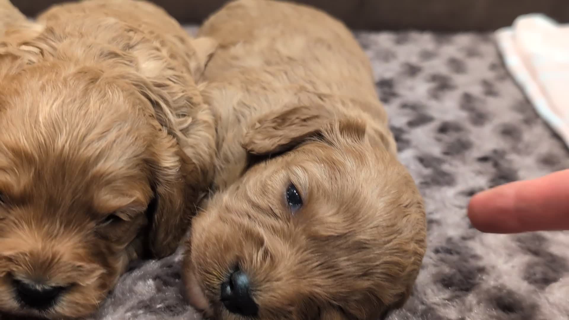 Cavapoo dogs for sale: 🌟F1 Cavapoo puppies Extensively health tested🌟  - Video 1