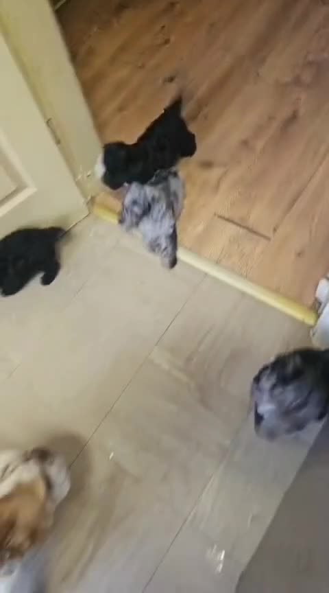Mixed Breed dogs for sale: yorkiepoo - Video 1
