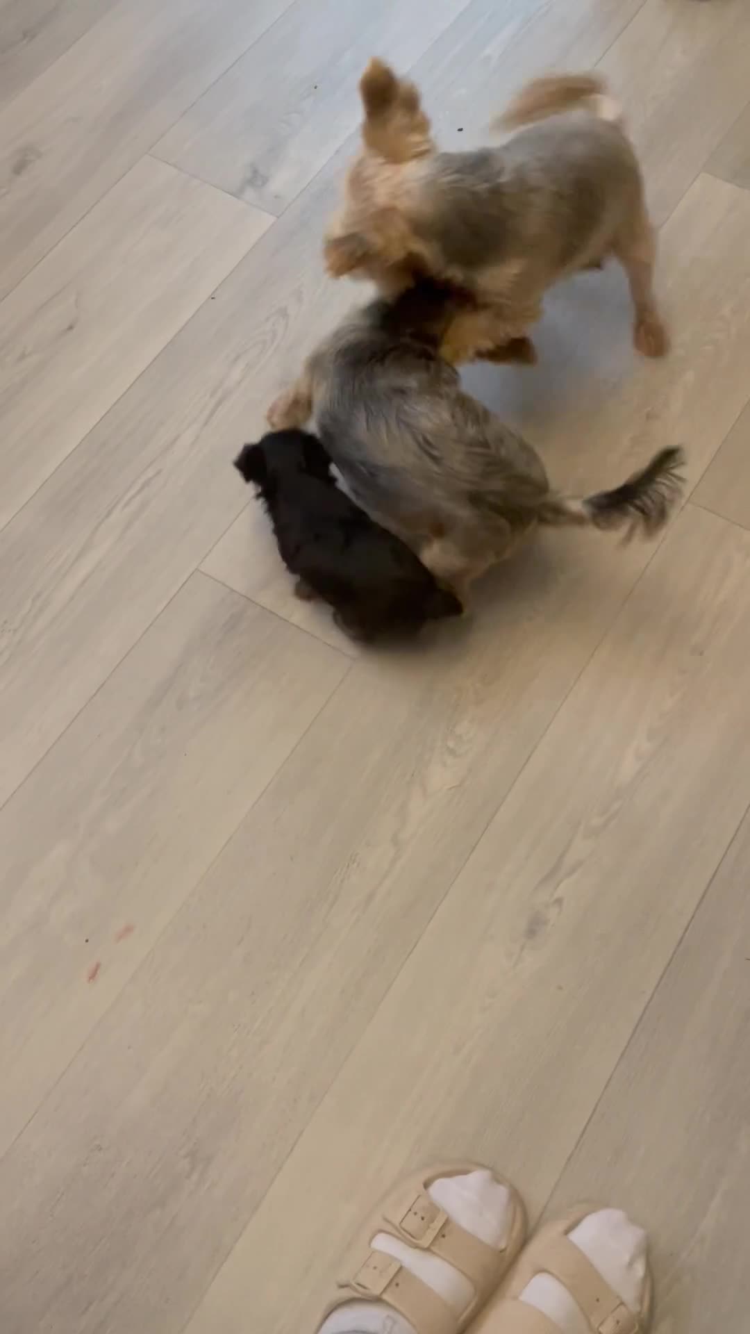 Yorkshire Terrier dogs for sale: Mini yorkshire terrier - Video 1