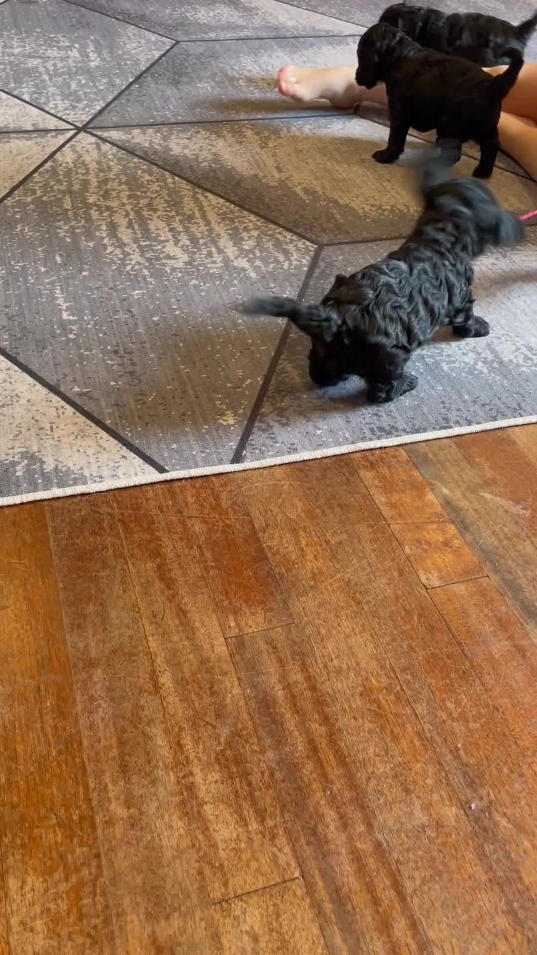 Cockapoo dogs for sale: Show Type F1 Cockerpoos. KC parents & health tests - Video 1