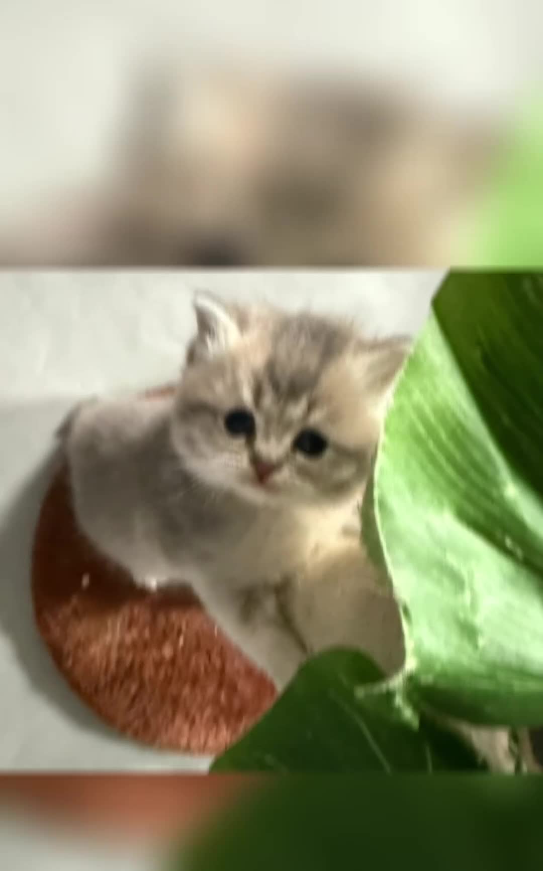 British Shorthair cats for sale: British Shorthair Golden Kittens  - Video 1