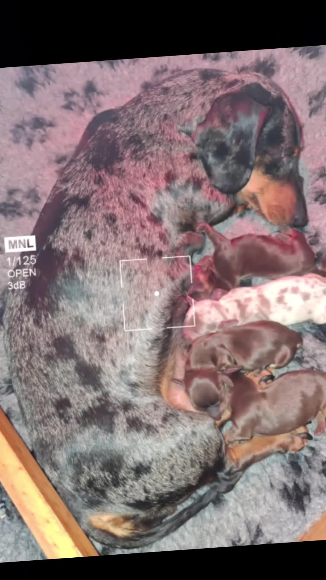 Dachshund dogs for sale: Kc Minature Smooth Haired Dashchund - Video 1