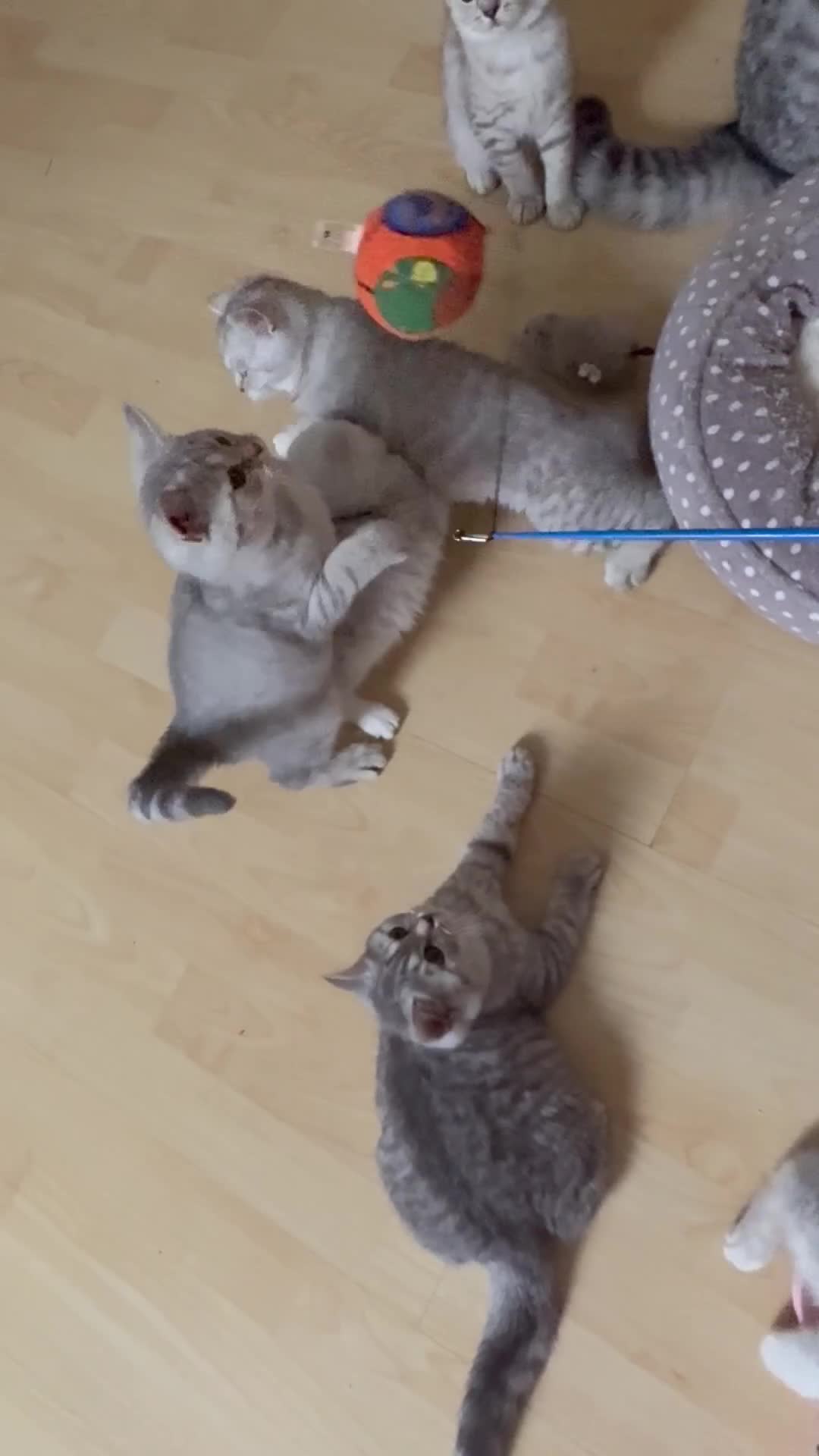 British Shorthair cats for sale: Pedigree|Champion Lines|GCCF Registered| - Video 5