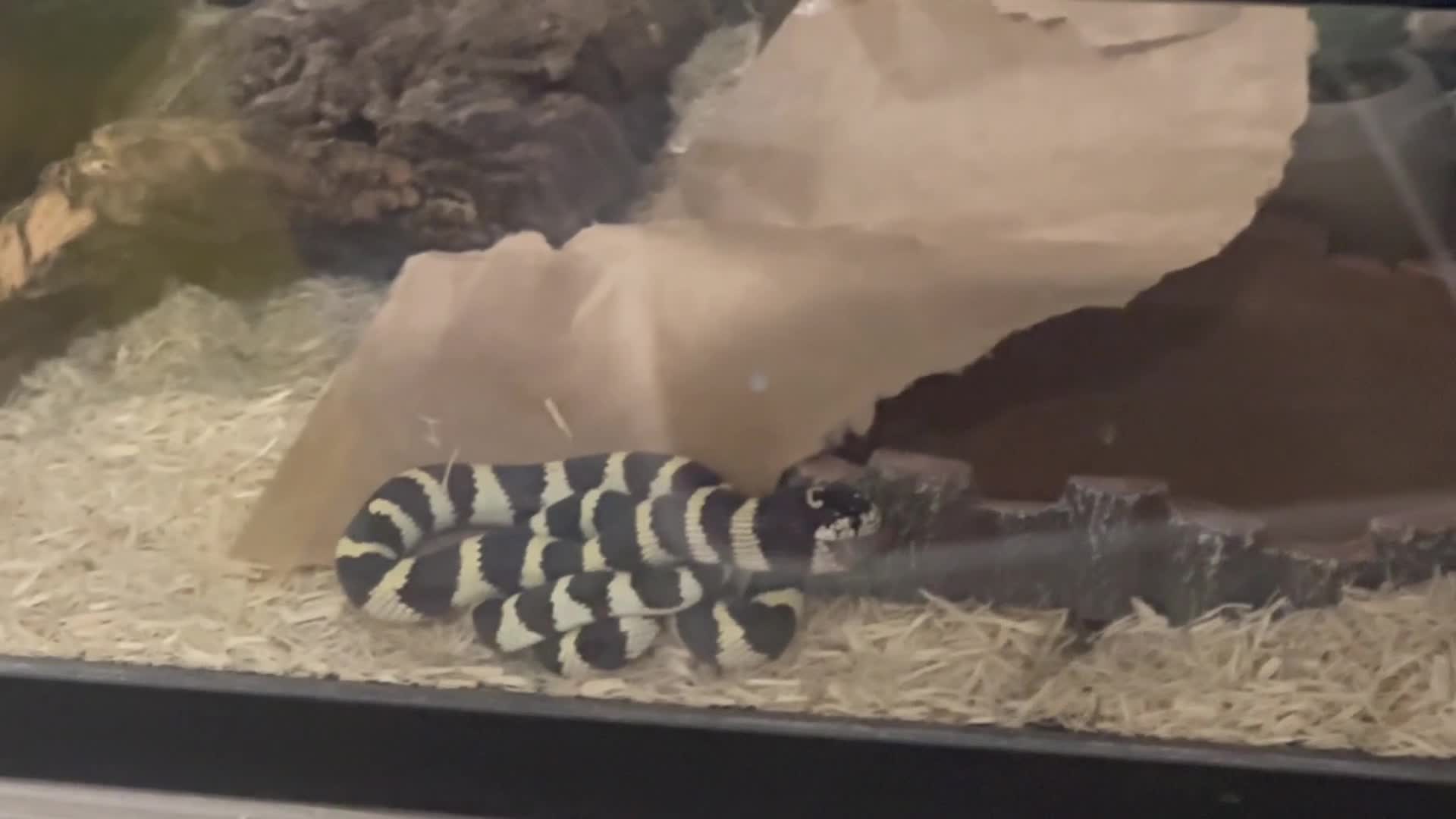Snake reptiles for sale: California Kingsnake  + Full Setup – £220 in Middlesbrough - Video 1