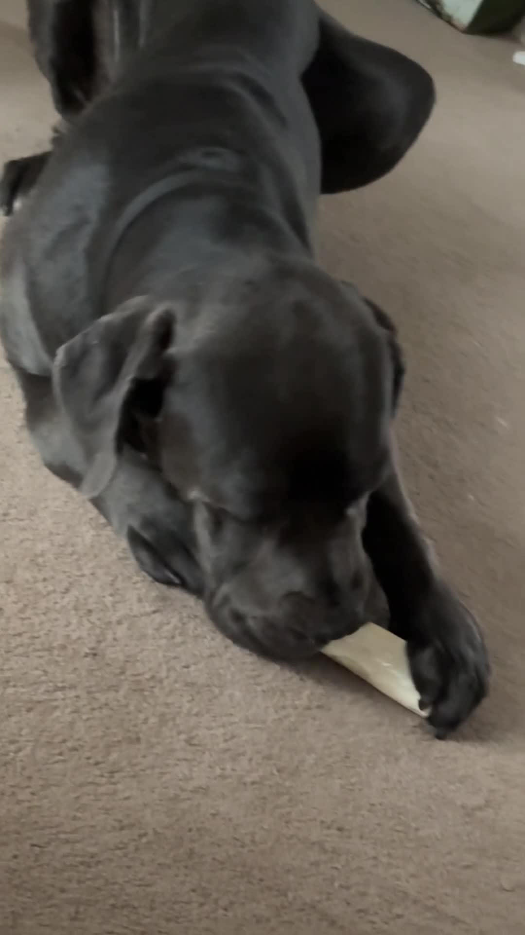 Cane Corso dogs for sale: Reggie  in Exeter - Video 3